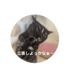 麻雀練習中のねこ（個別スタンプ：17）