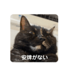 麻雀練習中のねこ（個別スタンプ：18）