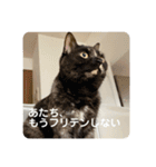 麻雀練習中のねこ（個別スタンプ：19）