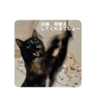 麻雀練習中のねこ（個別スタンプ：20）