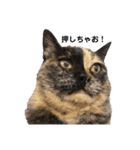 麻雀練習中のねこ（個別スタンプ：21）