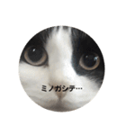 麻雀練習中のねこ（個別スタンプ：22）