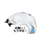 麻雀練習中のねこ（個別スタンプ：23）