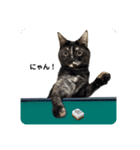 麻雀練習中のねこ（個別スタンプ：24）