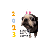 2023新年のご挨拶スタンプ ボストンテリア（個別スタンプ：2）