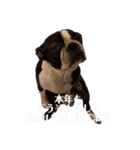 2023新年のご挨拶スタンプ ボストンテリア（個別スタンプ：3）