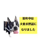 2023新年のご挨拶スタンプ ボストンテリア（個別スタンプ：4）