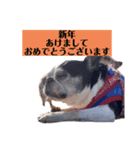 2023新年のご挨拶スタンプ ボストンテリア（個別スタンプ：5）