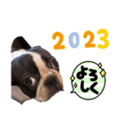 2023新年のご挨拶スタンプ ボストンテリア（個別スタンプ：6）