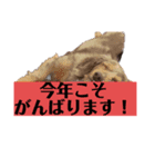 2023新年のご挨拶スタンプ ボストンテリア（個別スタンプ：8）