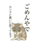 ❤️関西❤️モフ猫連合❤️Bigサイズやで（個別スタンプ：12）