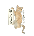 ❤️関西❤️モフ猫連合❤️Bigサイズやで（個別スタンプ：24）