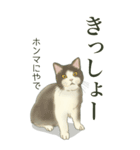 ❤️関西❤️モフ猫連合❤️Bigサイズやで（個別スタンプ：28）