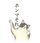 ❤️関西❤️モフ猫連合❤️Bigサイズやで（個別スタンプ：34）