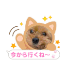 マレンとシェロ3（個別スタンプ：16）