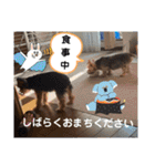 マレンとシェロ3（個別スタンプ：29）