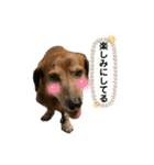 愛犬ことらの使えるスタンプ(8)（個別スタンプ：12）