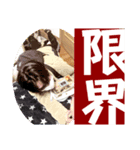 中野AD_2022ver（個別スタンプ：1）