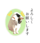 うちの三毛猫がほんと三毛猫ってかんじの猫（個別スタンプ：2）