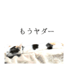 うちの三毛猫がほんと三毛猫ってかんじの猫（個別スタンプ：15）