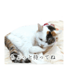 うちの三毛猫がほんと三毛猫ってかんじの猫（個別スタンプ：18）