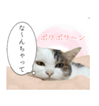 うちの三毛猫がほんと三毛猫ってかんじの猫（個別スタンプ：28）