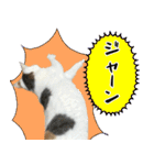 うちの三毛猫がほんと三毛猫ってかんじの猫（個別スタンプ：34）