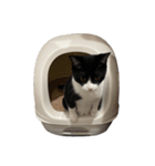 うにこまる（個別スタンプ：33）