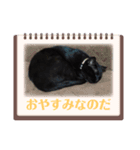 我が家の黒猫・ベル男（個別スタンプ：6）