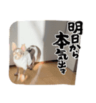 いつでもチワワ（個別スタンプ：9）