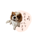 キャバリア ニコ スタンプ（個別スタンプ：1）