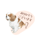 キャバリア ニコ スタンプ（個別スタンプ：3）