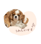 キャバリア ニコ スタンプ（個別スタンプ：4）