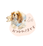 キャバリア ニコ スタンプ（個別スタンプ：5）