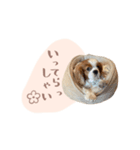 キャバリア ニコ スタンプ（個別スタンプ：6）