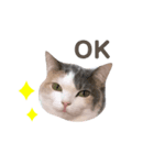 【実写】みけねこ（個別スタンプ：6）