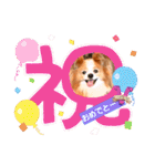 ぱぴぱぴパピヨン106（個別スタンプ：8）