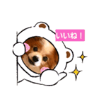ぱぴぱぴパピヨン106（個別スタンプ：12）