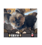 ヨーキーのマレン（個別スタンプ：4）
