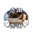 ヨーキーのマレン（個別スタンプ：7）