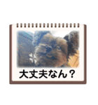 ヨーキーのマレン（個別スタンプ：19）