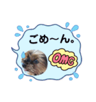 ヨーキーのマレン（個別スタンプ：25）
