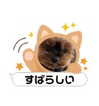 ヨーキーのマレン（個別スタンプ：34）