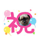 ヨーキーのマレン（個別スタンプ：37）