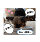ヨーキーのマレン（個別スタンプ：40）