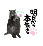 ⭐︎Jillランド⭐︎（個別スタンプ：8）