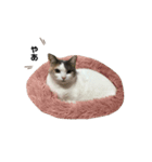 【実写】かわいいみけねこ2（個別スタンプ：12）