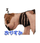 キャバリア るっちゃん2（個別スタンプ：2）
