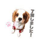 キャバリア るっちゃん2（個別スタンプ：5）