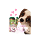 キャバリア るっちゃん2（個別スタンプ：6）